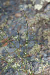 Pleatleaf knotweed